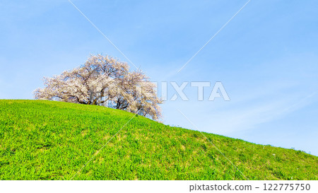 Marugameyama古墳（Sakitama Mound Tomb Park）的櫻花 122775750