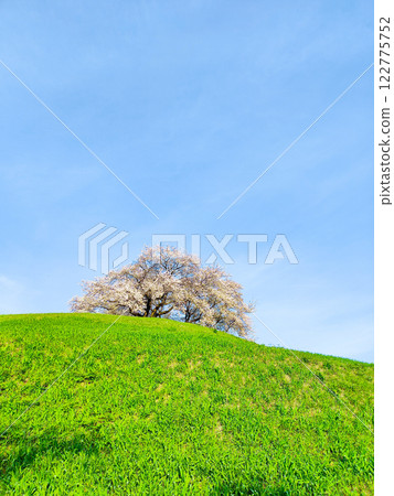 Marugameyama古墳(Sakitama Mound Tomb Park)的櫻花 Marugameyama古墳(Sakitama Mound Tomb Park)的櫻花 122775752