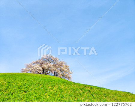 Marugameyama古墳(Sakitama Mound Tomb Park)的櫻花 Marugameyama古墳(Sakitama Mound Tomb Park)的櫻花 122775762