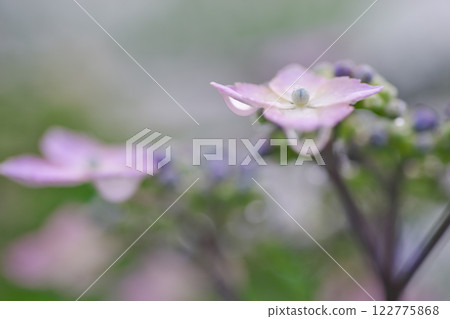 Hydrangea macrophylla flowers with water droplets (Izumo City) Hydrangea macrophylla flowers with water droplets (Izumo City) 122775868