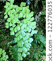 Fascinating natural plants 122776035