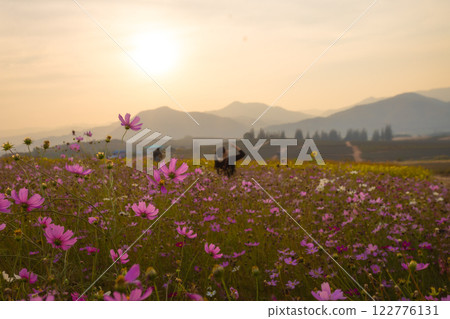 Blooming and falling cosmos flowers field surrounded by mountains in the evening in January at Phu Phan Ta, Ban Kha District, Ratchaburi Blooming and falling cosmos flowers field surrounded by mountains in the evening in January at Phu Phan Ta, Ban Kha District, Ratchaburi 122776131