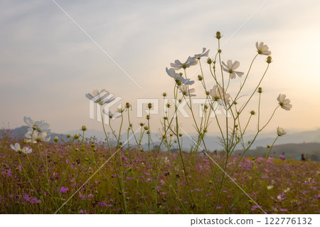 Blooming and falling cosmos flowers field surrounded by mountains in the evening in January at Phu Phan Ta, Ban Kha District, Ratchaburi Blooming and falling cosmos flowers field surrounded by mountains in the evening in January at Phu Phan Ta, Ban Kha District, Ratchaburi 122776132