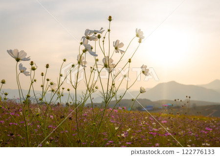 Blooming and falling cosmos flowers field surrounded by mountains in the evening in January at Phu Phan Ta, Ban Kha District, Ratchaburi Blooming and falling cosmos flowers field surrounded by mountains in the evening in January at Phu Phan Ta, Ban Kha District, Ratchaburi 122776133