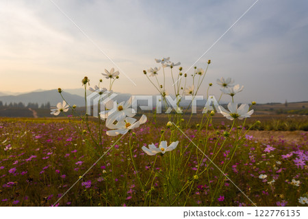 Blooming and falling cosmos flowers field surrounded by mountains in the evening in January at Phu Phan Ta, Ban Kha District, Ratchaburi Blooming and falling cosmos flowers field surrounded by mountains in the evening in January at Phu Phan Ta, Ban Kha District, Ratchaburi 122776135