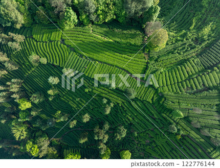 Aerial view of tea farm landscape in China Aerial view of tea farm landscape in China 122776144
