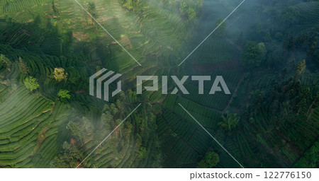 Aerial view of tea farm landscape in China Aerial view of tea farm landscape in China 122776150