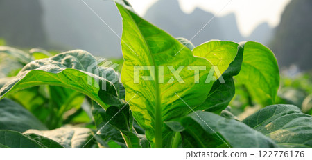 Tobacco leaf plant with dew grow at field 122776176