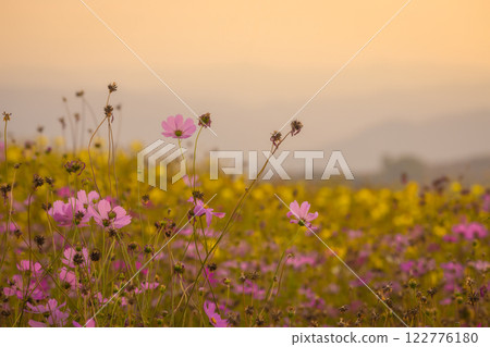 Blooming and falling cosmos flowers field surrounded by mountains in the evening in January at Phu Phan Ta, Ban Kha District, Ratchaburi 122776180
