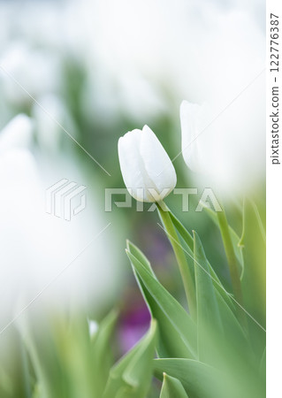 Tulips at Funabashi Andersen Park 122776387