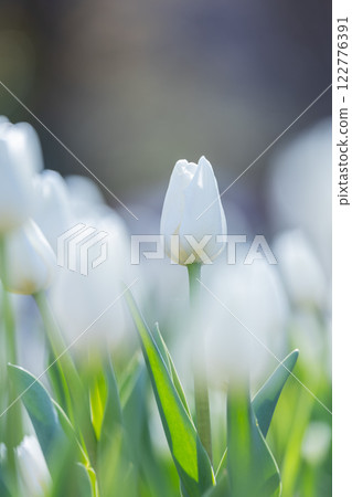 Tulips at Funabashi Andersen Park Tulips at Funabashi Andersen Park 122776391