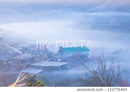The beauty of the Wild Himalayan cherry blossoms and the morning mist at Ban Rong Kla village during the winter season, around mid to late January, Phu Hin Rong Kla, Phitsanulok The beauty of the Wild Himalayan cherry blossoms and the morning mist at Ban Rong Kla village during the winter season, around mid to late January, Phu Hin Rong Kla, Phitsanulok 122776404