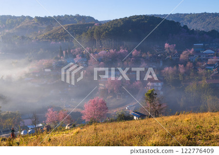 The beauty of the Wild Himalayan cherry blossoms and the morning mist at Ban Rong Kla village during the winter season, around mid to late January, Phu Hin Rong Kla, Phitsanulok The beauty of the Wild Himalayan cherry blossoms and the morning mist at Ban Rong Kla village during the winter season, around mid to late January, Phu Hin Rong Kla, Phitsanulok 122776409