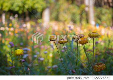 Paper Flower Field(Straw Flower), a forest development project in line with the royal initiative of Phu Hin Rong Kla, located in Nakhon Thai, Phitsanulok Province 122776430