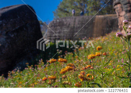 Paper Flower Field(Straw Flower), a forest development project in line with the royal initiative of Phu Hin Rong Kla, located in Nakhon Thai, Phitsanulok Province Paper Flower Field(Straw Flower), a forest development project in line with the royal initiative of Phu Hin Rong Kla, located in Nakhon Thai, Phitsanulok Province 122776431