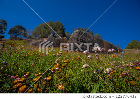 Paper Flower Field(Straw Flower), a forest development project in line with the royal initiative of Phu Hin Rong Kla, located in Nakhon Thai, Phitsanulok Province Paper Flower Field(Straw Flower), a forest development project in line with the royal initiative of Phu Hin Rong Kla, located in Nakhon Thai, Phitsanulok Province 122776432