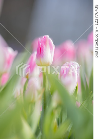 Tulips at Funabashi Andersen Park 122776439
