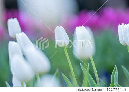 Tulips at Funabashi Andersen Park Tulips at Funabashi Andersen Park 122776444