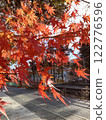 Beautiful autumn leaves 122776596