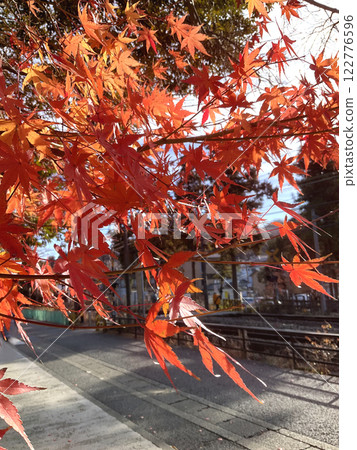 秋天美麗的葉子 122776596