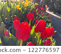 Beautiful tulips in the sun 122776597