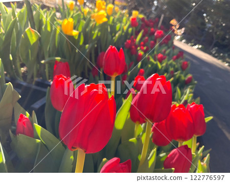陽光下的美麗鬱金香 122776597