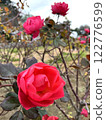 A vibrantly blooming passion pink flower 122776599