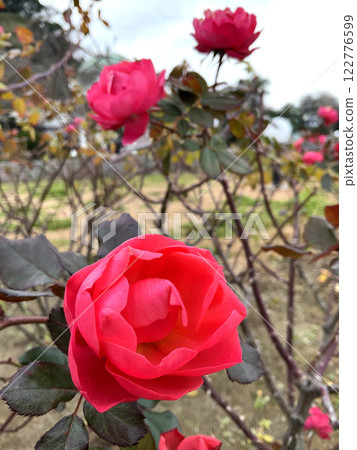 A vibrantly blooming passion pink flower A vibrantly blooming passion pink flower 122776599