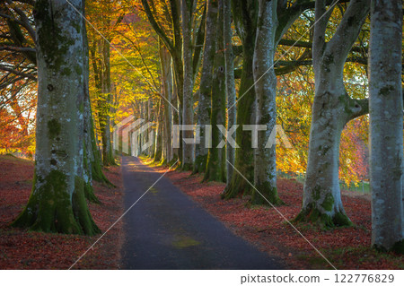 A beautiful little road at the entrance to Drummond Castle in autumn, The best example of formal terraced gardens in Scotland, located near Crieff,Perthshire, Scotland 122776829