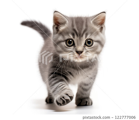 Kitten on a white background 122777006