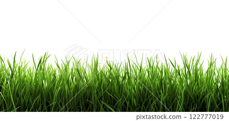 Lawn on white. Green grass. A fresh spring green grass on white. 122777019