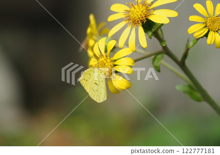 一隻北斑蝶停歇於日本月桂花上 122777181