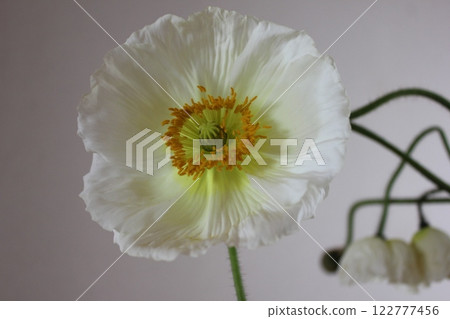 罌粟・。 ＋：＊❁ Poppy❁＊＋。 :*.◦・ 122777456