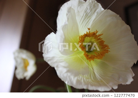 罌粟・。 ＋：＊❁ Poppy❁＊＋。 :*.◦・ 122777470