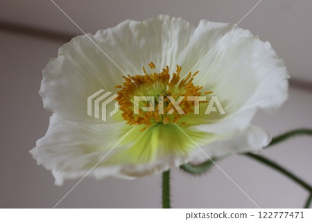 罌粟・。 ＋：＊❁ Poppy❁＊＋。 :*.◦・ 122777471