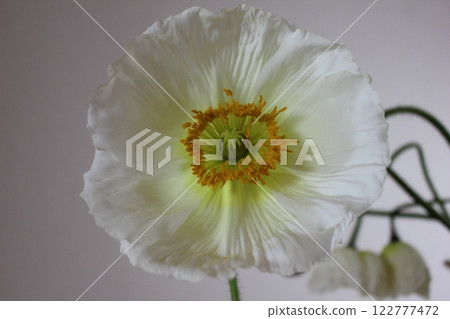 罌粟・。 ＋：＊❁ Poppy❁＊＋。 :*.◦・ 122777472