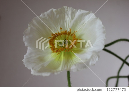 Poppy ・。＋:＊❁ Poppy ❁＊＋。 :*.◦・ 122777473