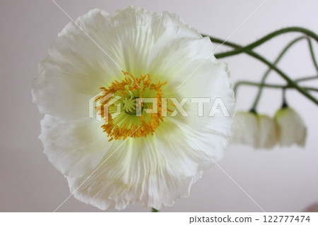 Poppy ・。＋:＊❁ Poppy ❁＊＋。 :*.◦・ 122777474