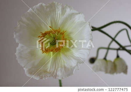 罌粟・。 ＋：＊❁ Poppy❁＊＋。 :*.◦・ 122777475