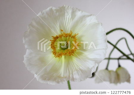 罌粟・。 ＋：＊❁ Poppy❁＊＋。 :*.◦・ 122777476