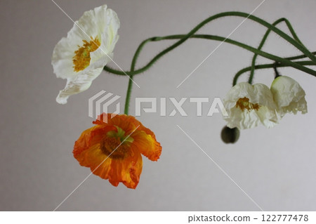 罌粟・。 ＋：＊❁ Poppy❁＊＋。 :*.◦・ 122777478