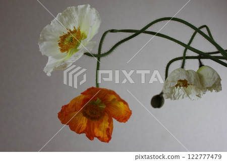 罌粟・。 ＋：＊❁ Poppy❁＊＋。 :*.◦・ 122777479