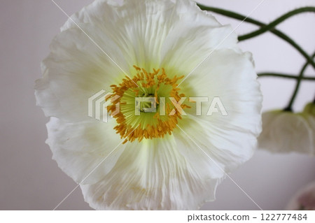 罌粟・。 +:*❁ Poppy❁*+。 :*.◦・ 罌粟・。 +:*❁ Poppy❁*+。 :*.◦・ 122777484