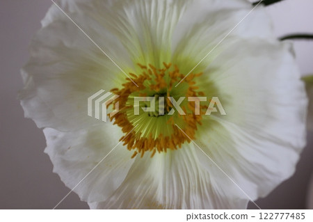 罌粟・。 ＋：＊❁ Poppy❁＊＋。 :*.◦・ 122777485