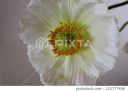 罌粟・。 ＋：＊❁ Poppy❁＊＋。 :*.◦・ 122777486