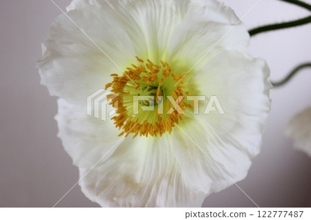 罌粟・。 ＋：＊❁ Poppy❁＊＋。 :*.◦・ 122777487