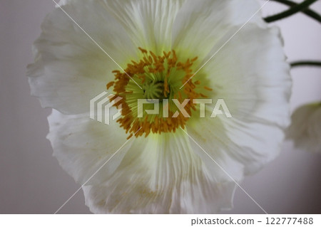 Poppy ・。＋:＊❁ Poppy ❁＊＋。 :*.◦・ 122777488