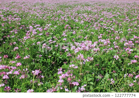 Lotus flower ⁺ **** ** Gengesou *** ** ⁺ 122777774