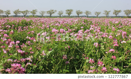 Lotus flower ⁺ **** ** Gengesou *** ** ⁺ 122777867