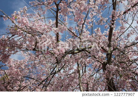 Weeping cherry blossoms ・*。 ❀ weeping cherry blossoms ❀ 。 *・ Weeping cherry blossoms ・*。 ❀ weeping cherry blossoms ❀ 。 *・ 122777907
